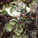 Light green cone shaped lichen.